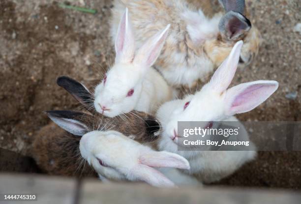 group of cute rabbit with red eyes living in farm. - albino animals ストックフォトと画像