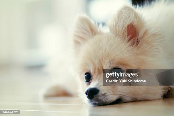 pomeranian - pomeranio fotografías e imágenes de stock