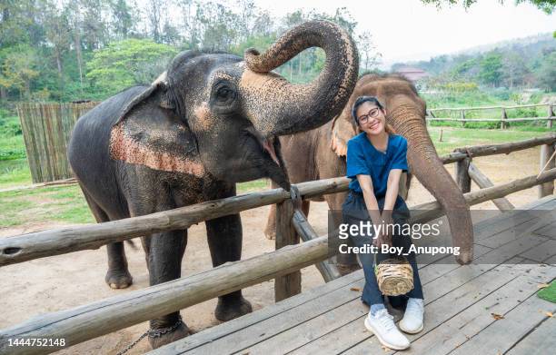 young asian woman playing with asian elephant while visiting elephant conservation area in thailand. - asian elephant fotografías e imágenes de stock