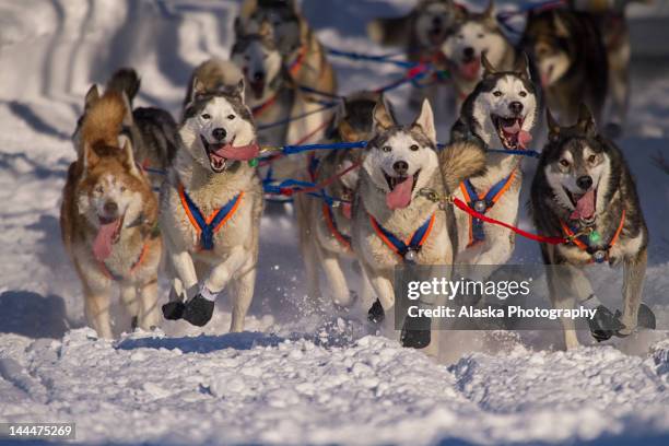 iditarod huskies - シベリアンハスキー ストックフォトと画像