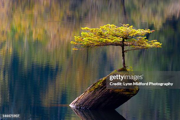 against all odds - victoria island stock pictures, royalty-free photos & images