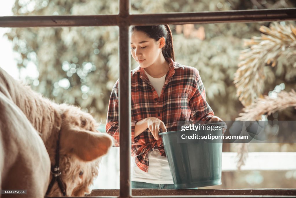 Raising of Charolais beef cattle in Thailand