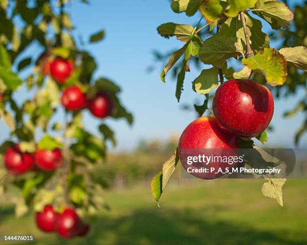 herbstfarben - apple tree stock pictures, royalty-free photos & images