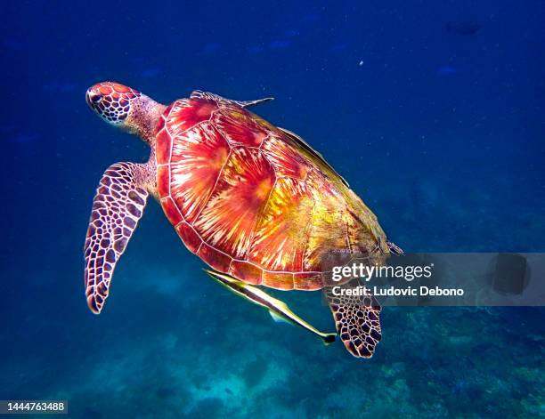 green turtle (chelonia mydas) - hawksbill turtle stock pictures, royalty-free photos & images