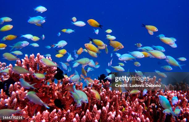 farbige fische und acropora-korallen - raja ampat stock-fotos und bilder