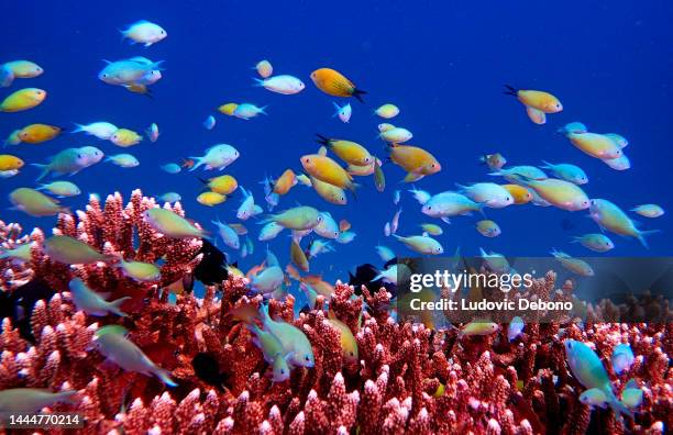 colored fishes and acropora coral - raja ampat islands bildbanksfoton och bilder