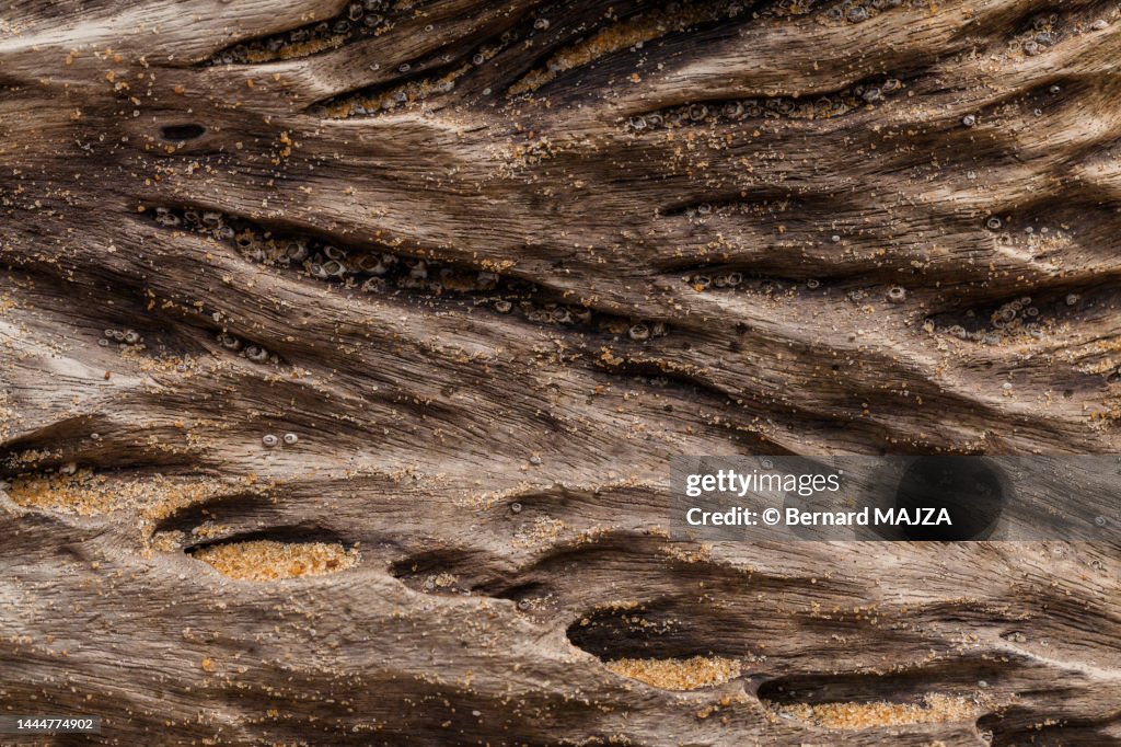 Driftwood