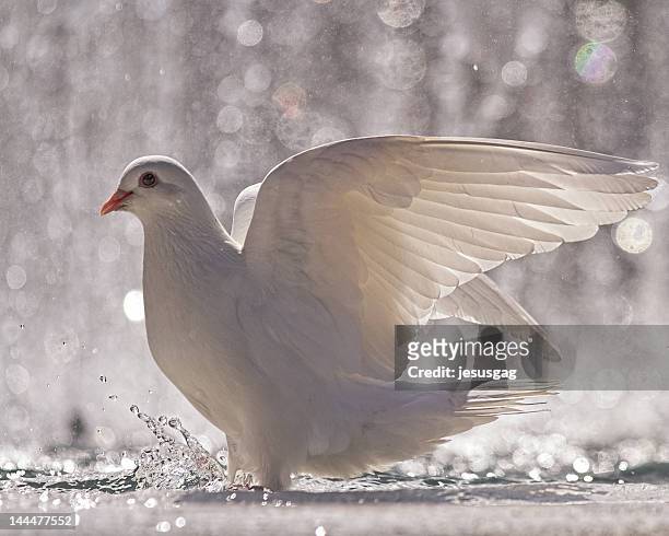 piegon - white pigeon stock-fotos und bilder