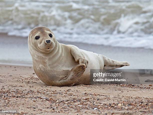 grey seal - halichoerus grypus - foca fotografías e imágenes de stock