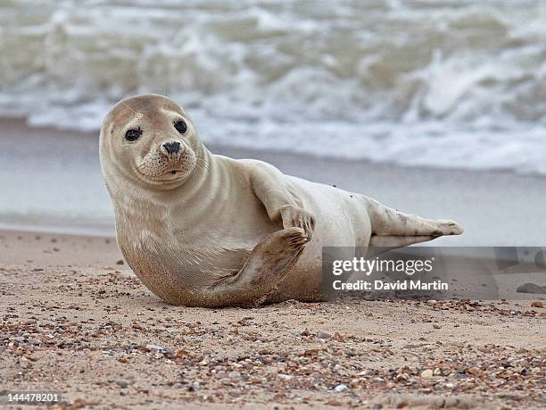 grey seal - halichoerus grypus - norfolk east anglia - fotografias e filmes do acervo