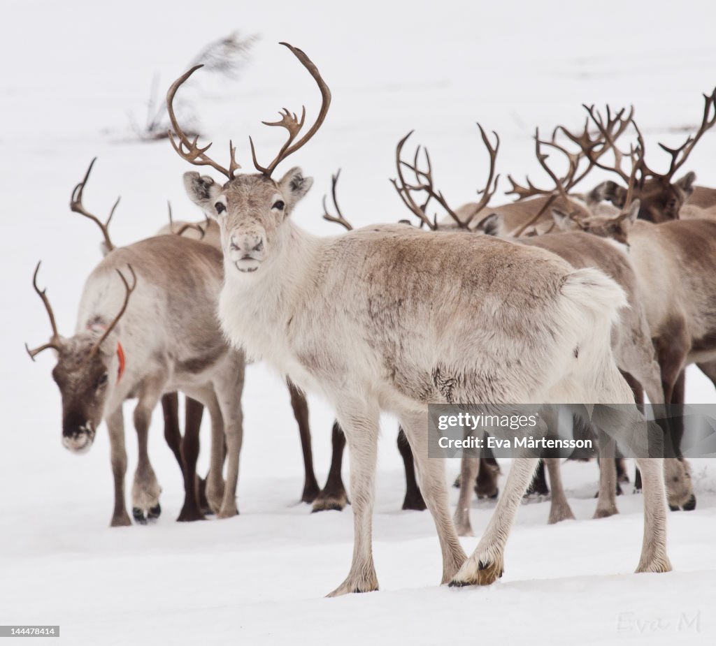 Reindeer with antlers