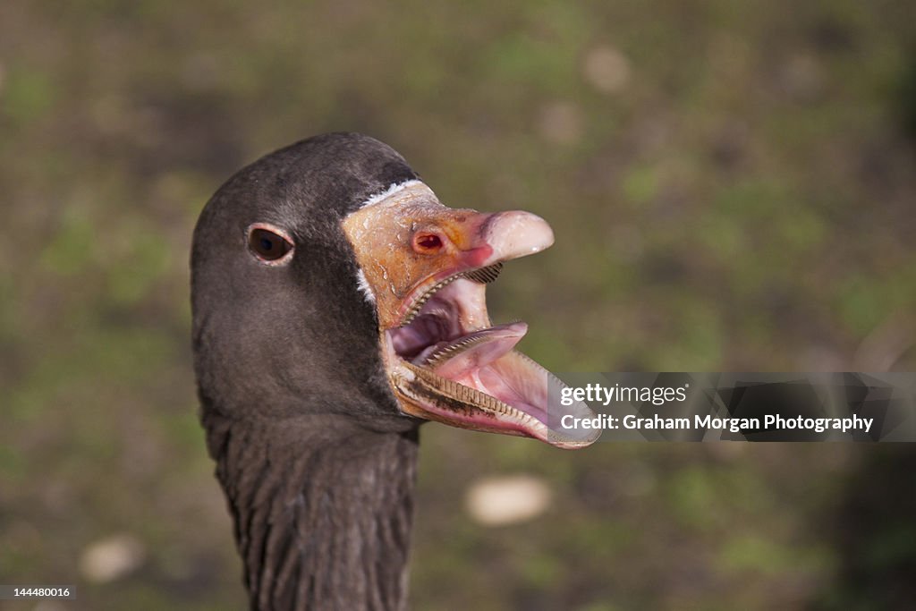 Greylag