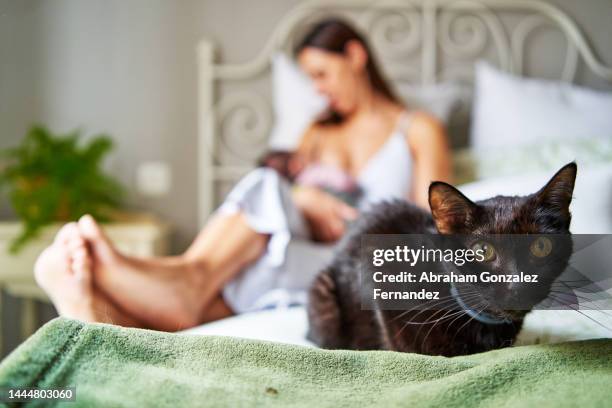 cat lying on the bed next to a mother breastfeeding a baby - gattini appena nati foto e immagini stock