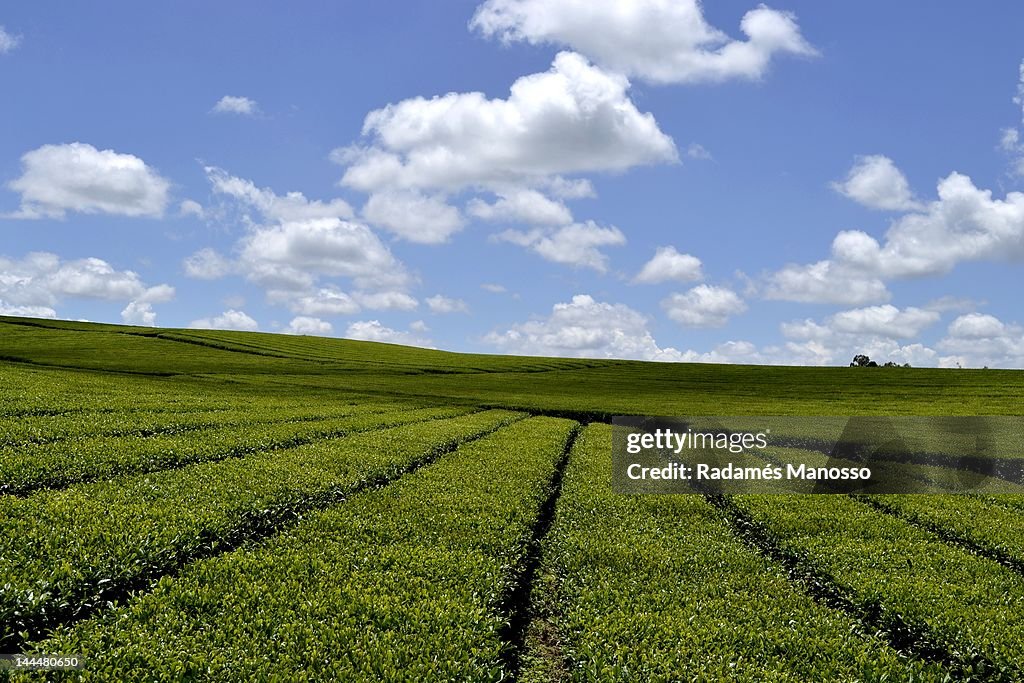 Tea plantation in Guajuvira