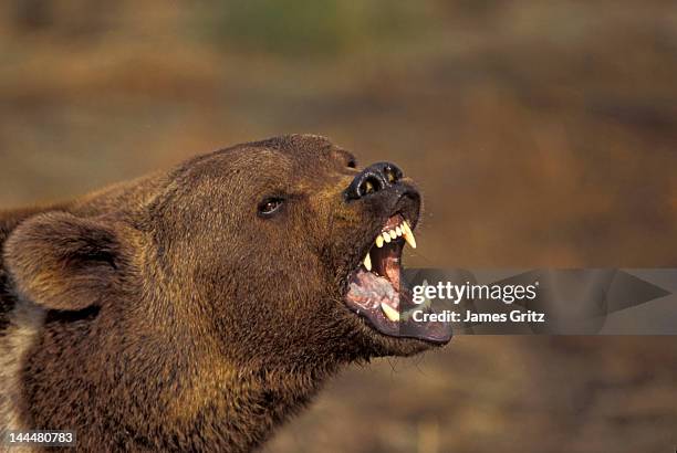 grizzly (brown) bear  (ursus arctos) growling - bear roar stock pictures, royalty-free photos & images