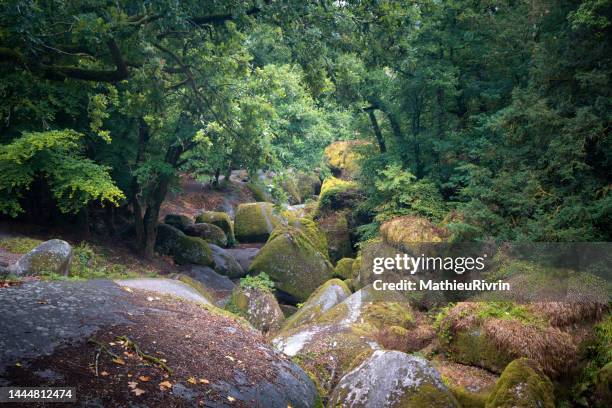 huelgoat, mysty forest - heather brooke stock pictures, royalty-free photos & images