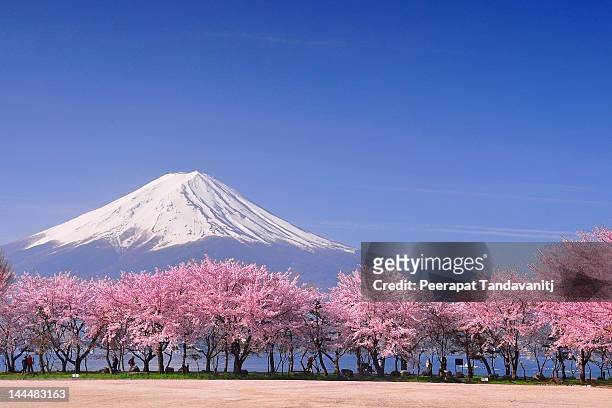 fuji and sakura - 桜の花 ストックフォトと画像