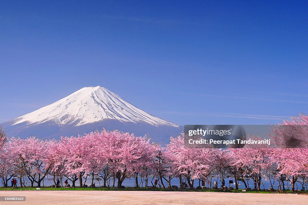 Fuji and Sakura