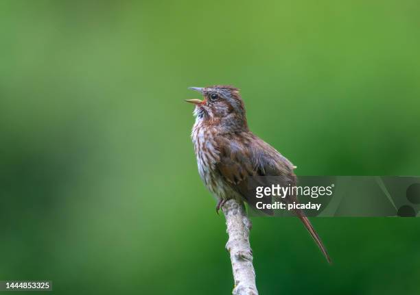 song sparrow singing - songbird stock-fotos und bilder