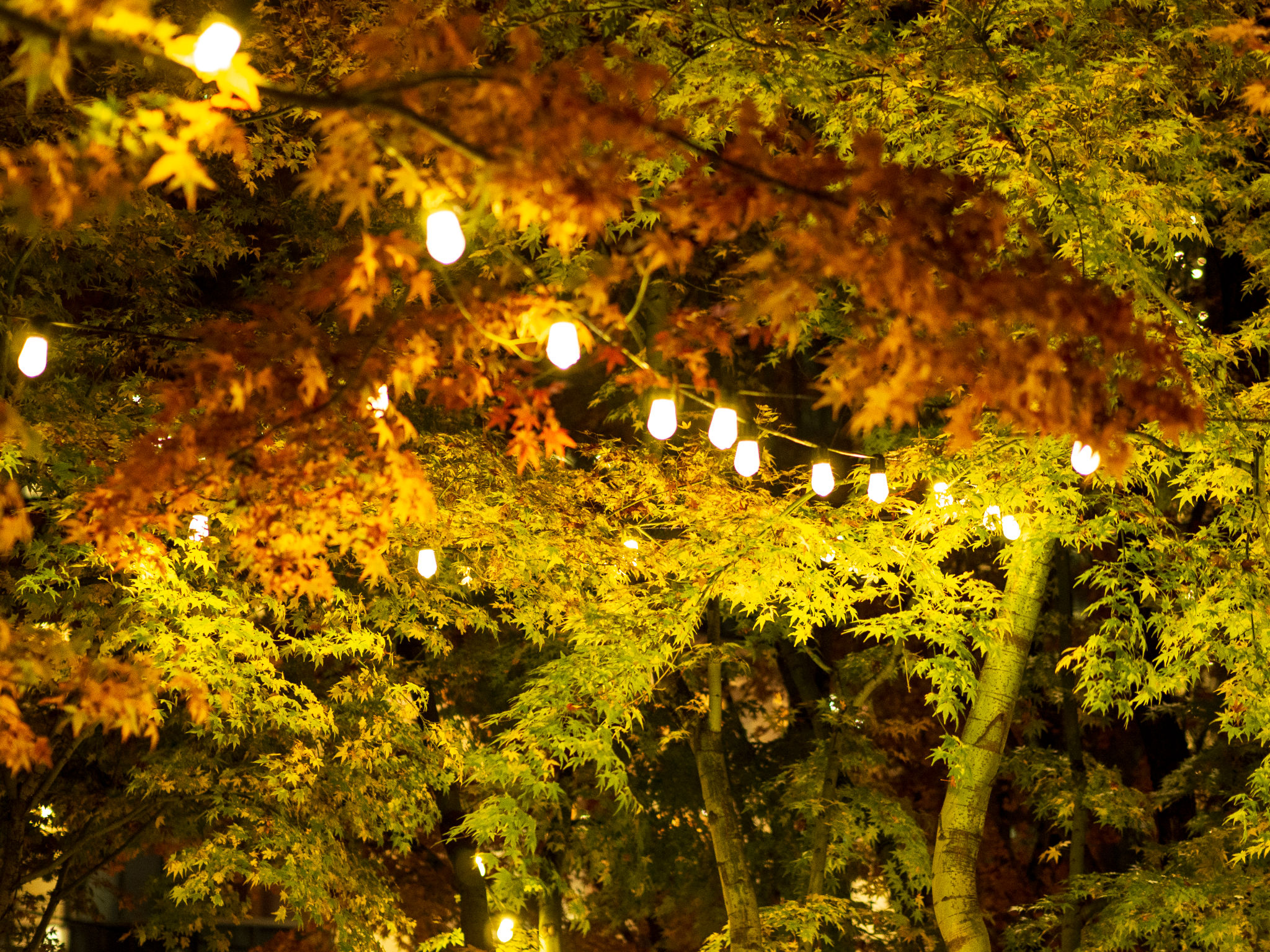 smart lighting autumn
