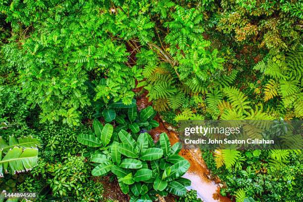 singapore, bukit timah nature reserve - bukit timah nature reserve stock pictures, royalty-free photos & images