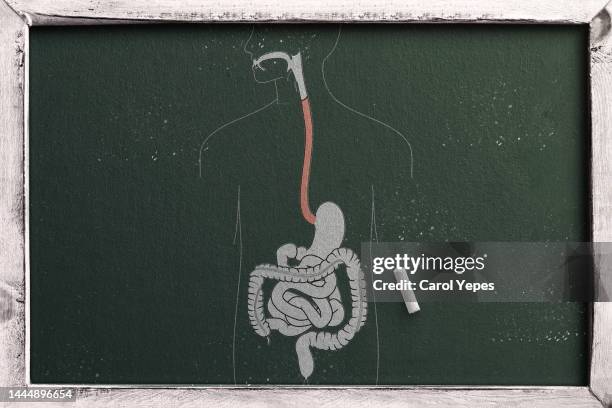 internal organs in chalkboard - menselijke darmen stockfoto's en -beelden