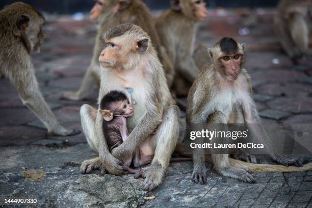 Mother monkey holds her baby on November 27, 2022 in Lop Buri, Thailand. Lopburi holds its annual Monkey Festival where local citizens and tourists...