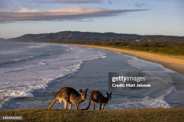 Eastern Grey Kangaroos are seen at Look At Me Now Headland on November 25, 2022 in Coffs Harbour, Australia. As spring gives way to summer on...