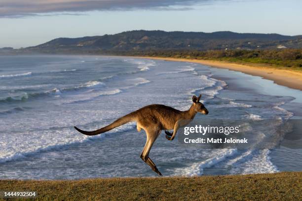 An Eastern Grey Kangaroo is seen at Look At Me Now Headland on November 25, 2022 in Coffs Harbour, Australia. As spring gives way to summer on...