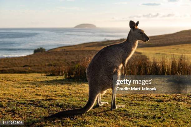 An Eastern Grey Kangaroo is seen at Look At Me Now Headland on November 25, 2022 in Coffs Harbour, Australia. As spring gives way to summer on...