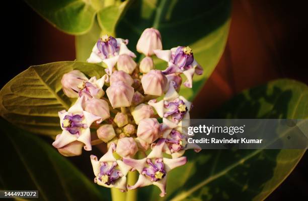 whitish, lavender colored buds and flowers  of sodom apple plant looking beautiful. calotropis procera. apocynaceae family. - sodom apple stock-fotos und bilder