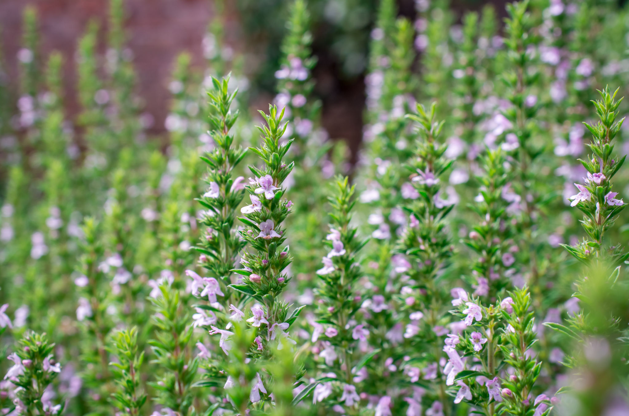flowers spices