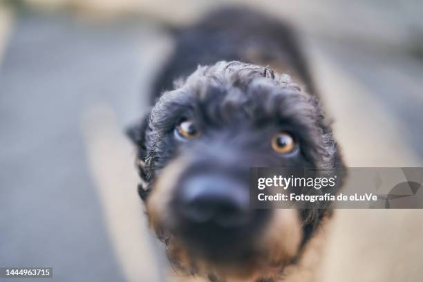 close-up of a smiling dog disfocusing outdoors  against a diffuse concrete background - snout stock-fotos und bilder