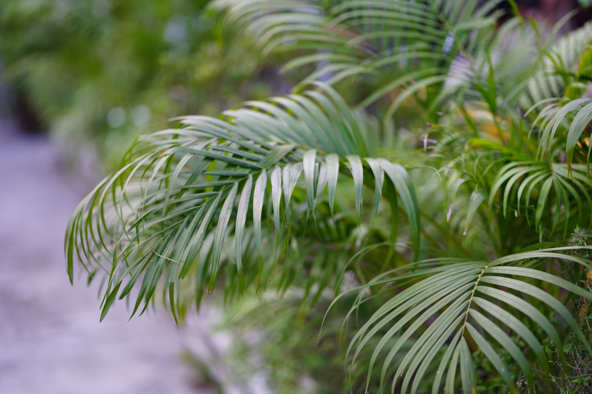 areca palm