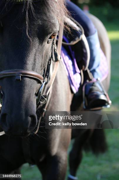 black horse with reins and horse rider - stirrup stock pictures, royalty-free photos & images