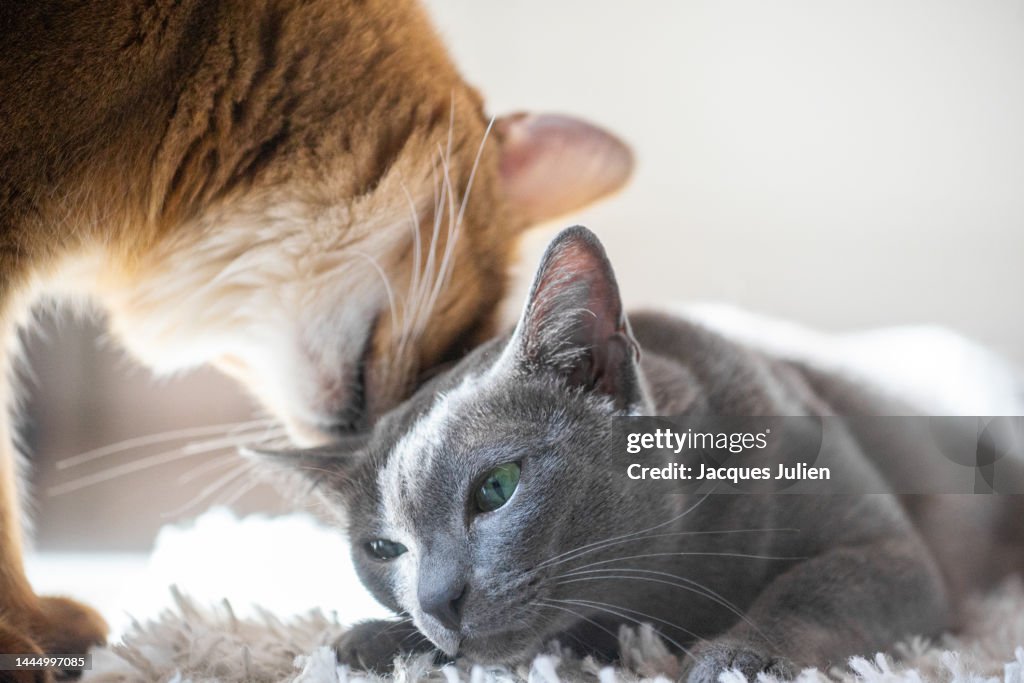 Two cats kissing