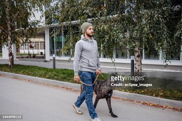 young man and his dog walking - cane corso stock pictures, royalty-free photos & images