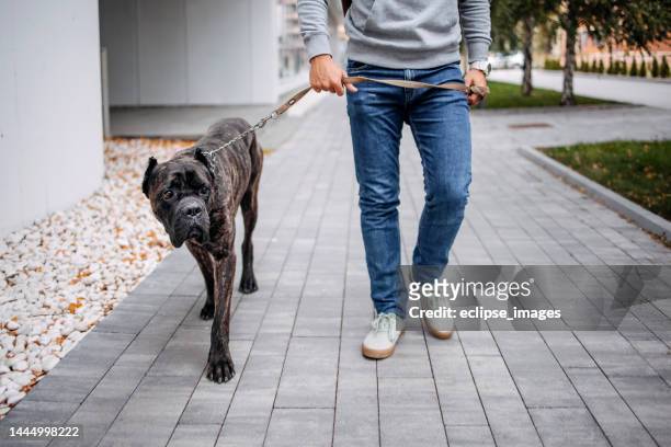 young man and his dog walking - cane corso stock pictures, royalty-free photos & images