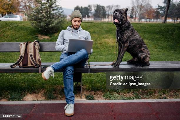 man works on a laptop in a park - cane corso stock pictures, royalty-free photos & images