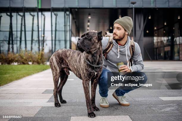 man and a dog - cane corso stock pictures, royalty-free photos & images