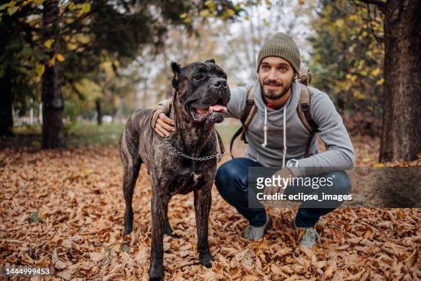 day in the park with dogs - cane corso stock pictures, royalty-free photos & images