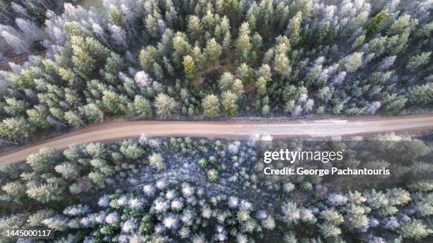 top down aerial photo of curved road through the pine tree forest - forest floor stock pictures, royalty-free photos & images