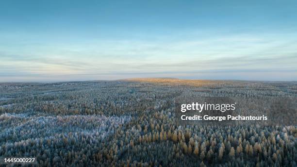 aerial photo of pine tree forest in the winter - snow world stock pictures, royalty-free photos & images