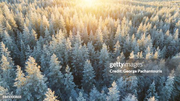 aerial photo of sunlight over pine tree forest in freezing weather - snow world stock pictures, royalty-free photos & images