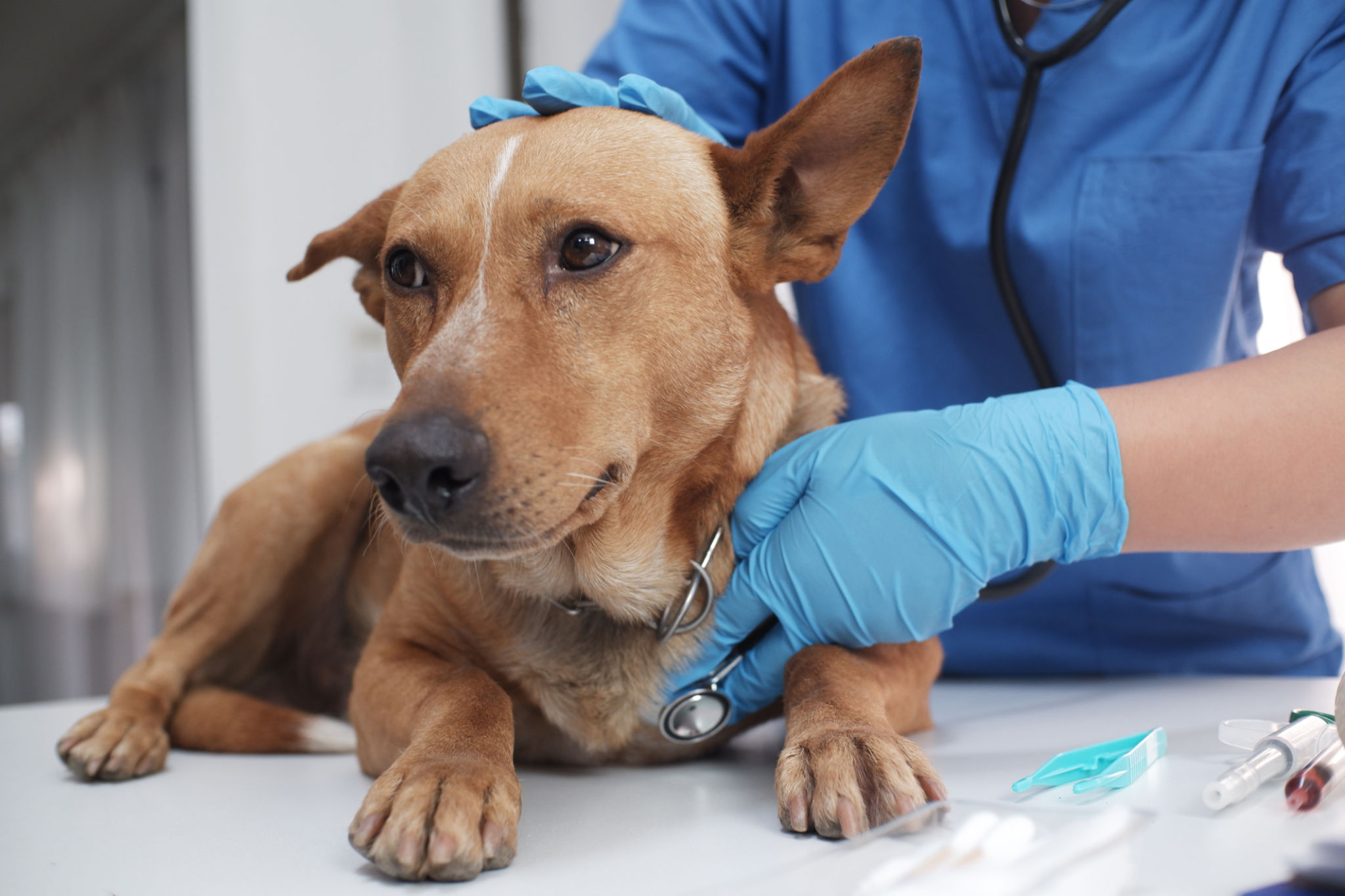 dog assessment