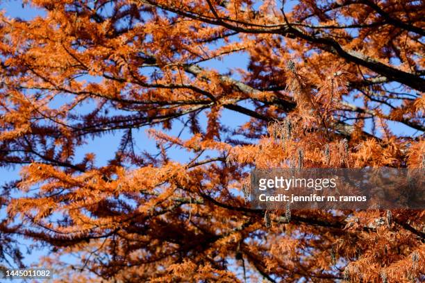 mckinney falls state park fall foliage - bald cypress tree 個照片及圖片檔