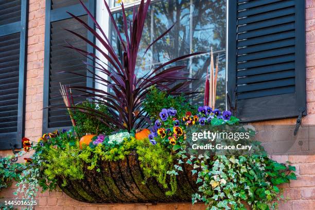 pansies and vine decorate window box - window box stock pictures, royalty-free photos & images
