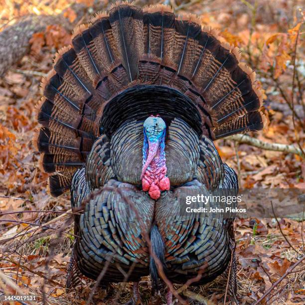 a strutting male turkey fanning its tail feathers - turkey v united states stock pictures, royalty-free photos & images