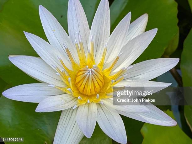 close-up of a fragrant water lily on a lily pad - fragrant water lily stock pictures, royalty-free photos & images