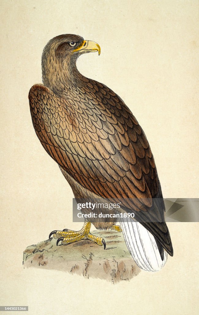 Erne, white-tailed eagle, Haliaeetus albicilla, Bird of Prey, Wildlife, Birds, Art, 19th Century